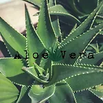 芦荟维拉共用旅馆